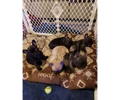 2 males and 2 female French Bulldogs for sale - 5