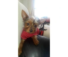 Toy sized yorkie puppies for sale - 1