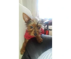 Toy sized yorkie puppies for sale - 2