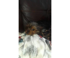Toy sized yorkie puppies for sale - 3