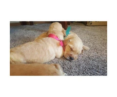 8 males and 4 females Goldendoodle puppies for sale