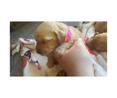 8 males and 4 females Goldendoodle puppies for sale - 2