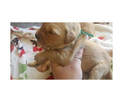 8 males and 4 females Goldendoodle puppies for sale - 4