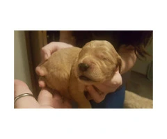 8 males and 4 females Goldendoodle puppies for sale - 5