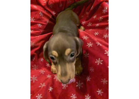 Gorgeous Dachshund puppies for sale