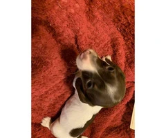 Gorgeous Dachshund puppies for sale - 2