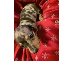 Gorgeous Dachshund puppies for sale - 3