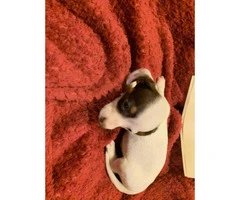 Gorgeous Dachshund puppies for sale - 4