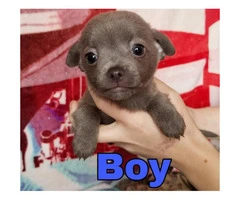 100% full blooded Chihuahua puppies super cute