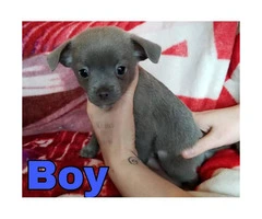 100% full blooded Chihuahua puppies super cute - 2