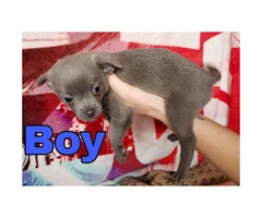 100% full blooded Chihuahua puppies super cute - 3
