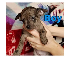 100% full blooded Chihuahua puppies super cute - 4