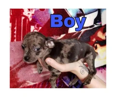 100% full blooded Chihuahua puppies super cute - 5