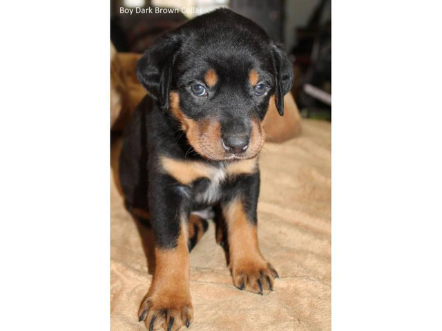 AKC Full registration German Rottweilers $800 in Joplin ...