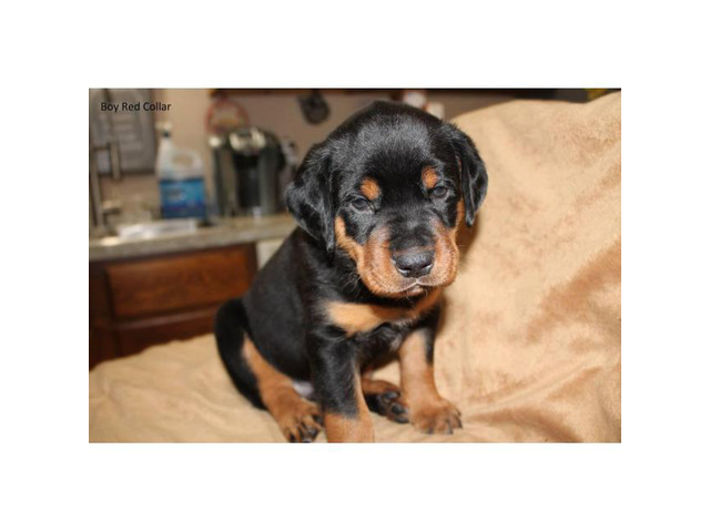 AKC Full registration German Rottweilers $800 in Joplin ...