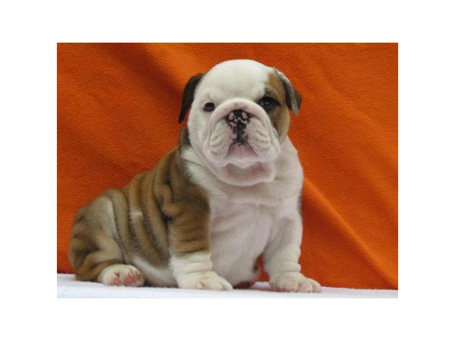 male and female english bulldog puppies for sale in Los