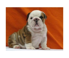 male and female english bulldog puppies for sale - 1