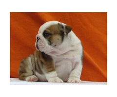 male and female english bulldog puppies for sale - 2