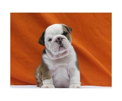 male and female english bulldog puppies for sale - 3