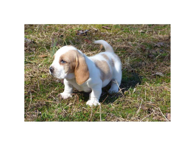 lemon and white basset hound puppies for sale