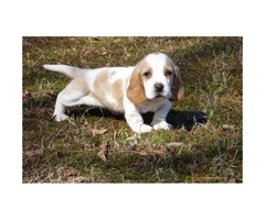 4 beautiful basset hound puppies for sale - 2