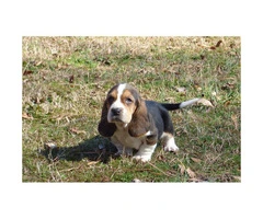 4 beautiful basset hound puppies for sale - 3