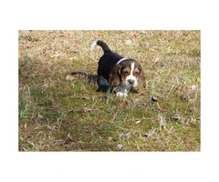 4 beautiful basset hound puppies for sale - 4