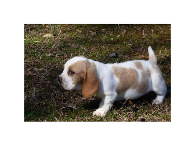 4 beautiful basset hound puppies for sale in Charlotte ...