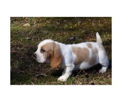 4 beautiful basset hound puppies for sale - 5