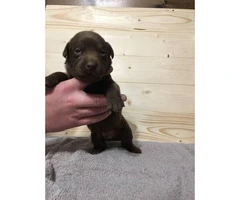 7 beautiful lab puppies for sale - 1