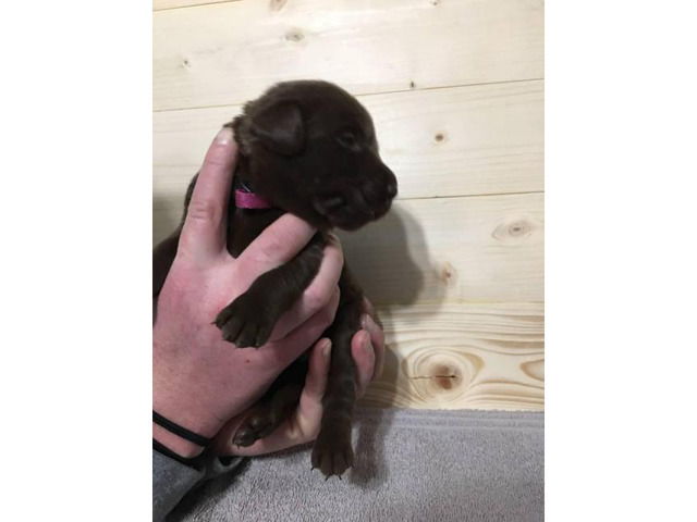 7 beautiful lab puppies for sale in Columbia, South ...