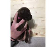 7 beautiful lab puppies for sale - 3