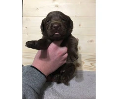 7 beautiful lab puppies for sale - 4