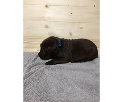 7 beautiful lab puppies for sale - 5