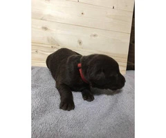 7 beautiful lab puppies for sale - 6