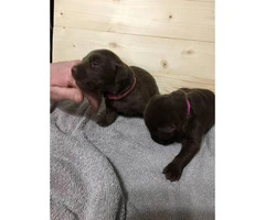 7 beautiful lab puppies for sale - 7
