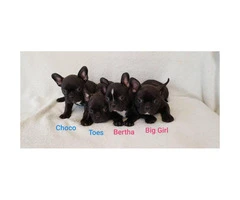 Frenchton puppies available - 2