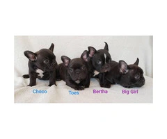 Frenchton puppies available - 5