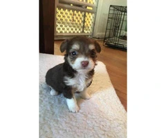 Adorable Mixed breed Shih tzu & Chihuahua Puppy