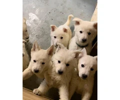 Pure white AKC German Shepherd Puppies