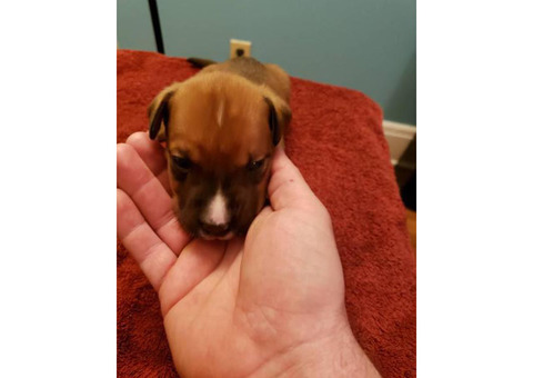 American banddogge puppies $250
