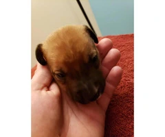 American banddogge puppies $250