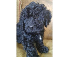 2 adorable males mini Bernedoodle puppies available for sale