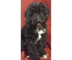 2 adorable males mini Bernedoodle puppies available for sale - 2