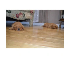 3 girl's 4 boy's Golden Retriever Puppies - 3