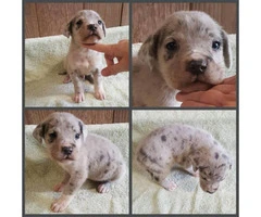 Beautiful 7 week old litter of Great Dane puppies - 3