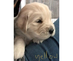 Golden Retriever Puppies 3 males and 1 female