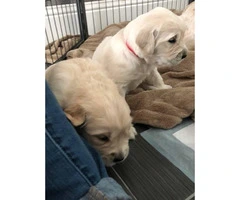 Golden Retriever Puppies 3 males and 1 female - 5