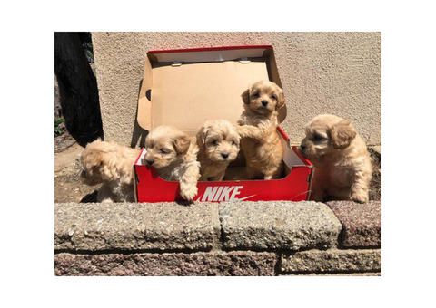 Gorgeous Maltipoo babies for a great price