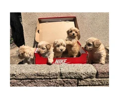 Gorgeous Maltipoo babies for a great price